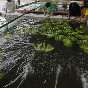 Proceso de lavado y manejo