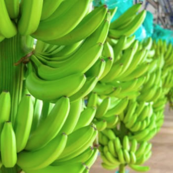 Racimos de banano listos