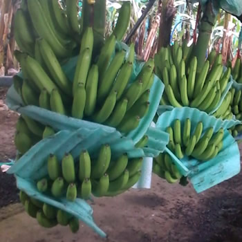 Banano en plantación