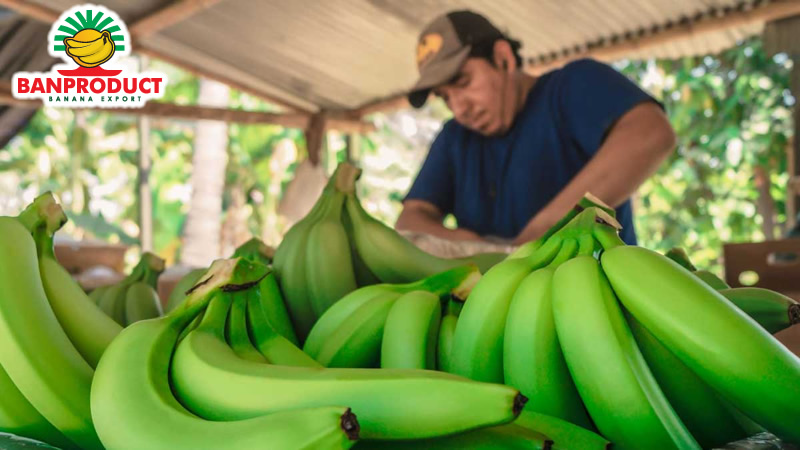 Banano en mesa de empaque